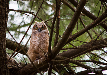 Out On A Limb By Terry Aldhizer